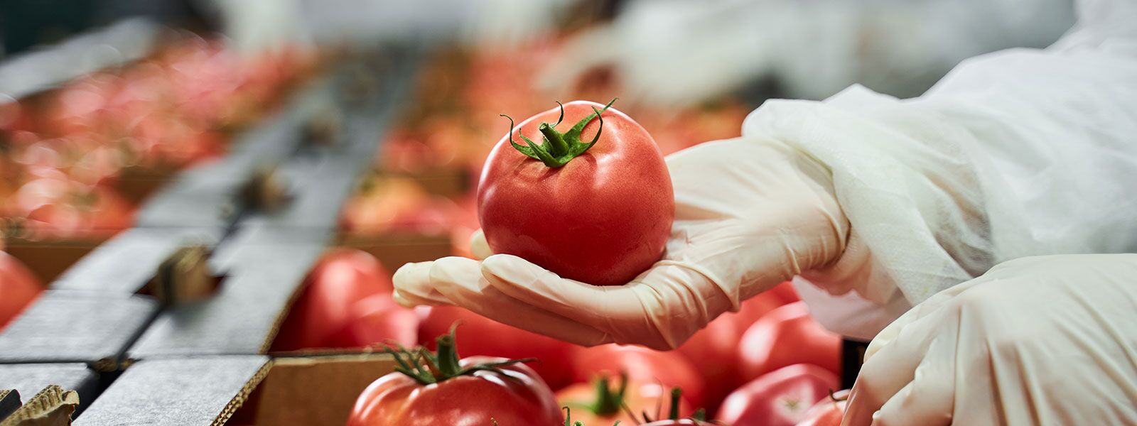 Frische Tomaten